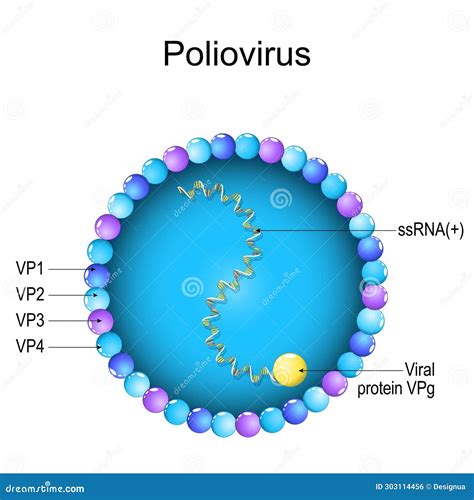 Poliovirus Structure Close Up Of A Virion Anatomy Vector Illustration