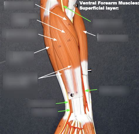 Ventral Forearm Muscles Superficial Layer Diagram Quizlet