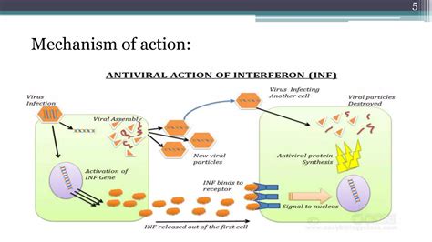 Interferons | PPTX 