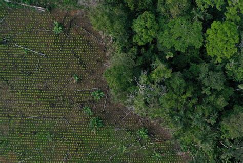 Deforestation 101: Everything You Need to Know - EcoWatch