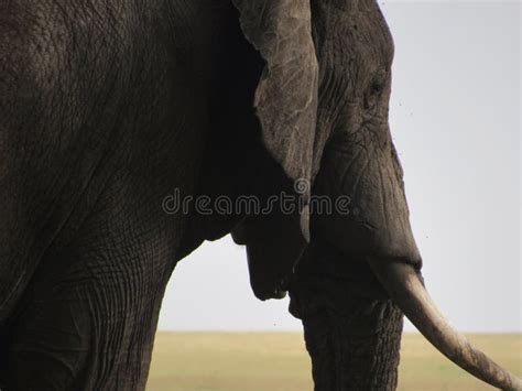 Closeup D L Phant D Afrique Photo Stock Image Du Fermer Savane