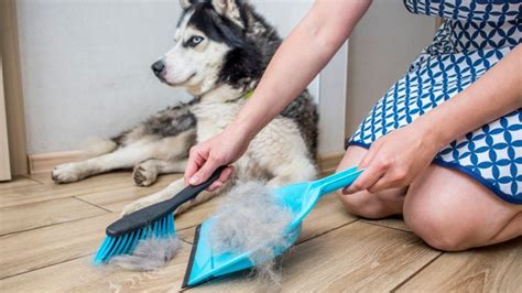 Ca Da Del Pelo En Perros Causas Y Tratamiento Mi Nuevo Mejor Amigo