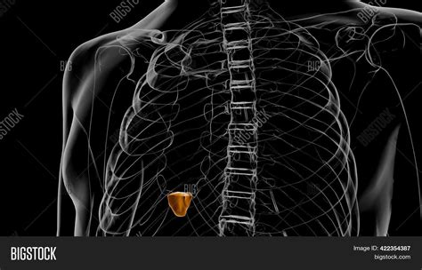 Human Skeleton Xiphoid Image & Photo (Free Trial) | Bigstock