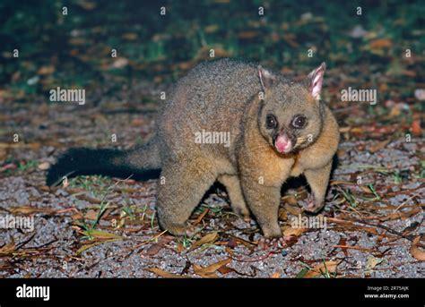 Brush-tailed possum, Brushtail Possom (Trichosurus vulpecula), in the ...