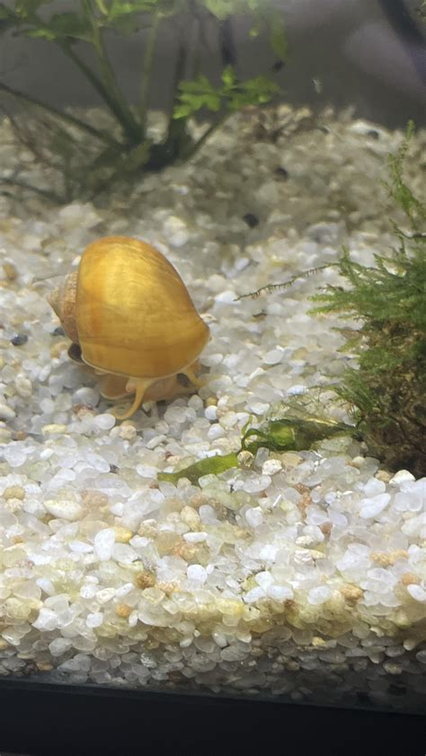 Ah Yes Snail R Aquaticsnails