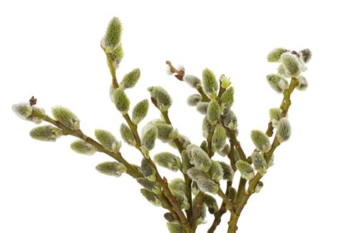 Pussy Willow Branches Spring Catkin Blossom Brown PNG Transparent