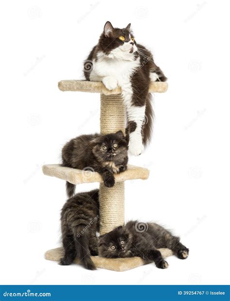Mother Cat Resting with Her Kittens on a Cat Tree Stock Image - Image