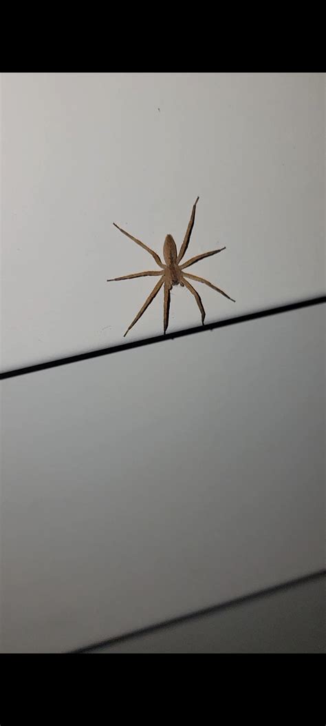 Help! My mom thinks she got bit by a brown recluse and has what looks