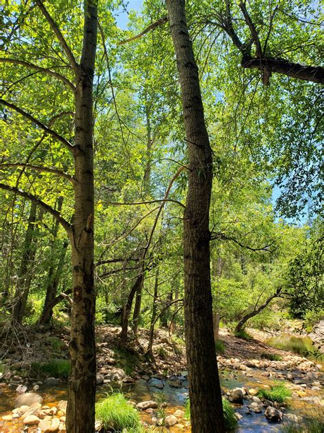 Christopher creek water levels are dropping to record lows 2