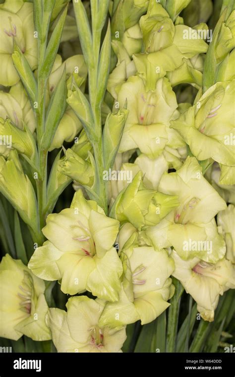 Gladiolus Prima Verde Stock Photo Alamy