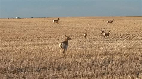 Prairie Saskatchewan Canada - Free photo on Pixabay - Pixabay