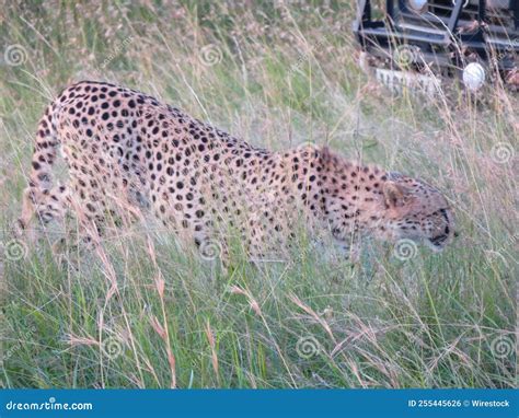 Cierre De Un Chita Caminando Por Una Pradera En La Reserva Nacional De Masai Mara Kenya Africa