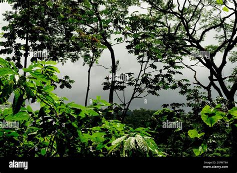 tropical rainforest  rio platano biosphere reserve  unesco world