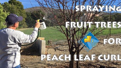 Spraying Fruit Trees For Peach Leaf Curl Fruit Trees Peach Tree Care