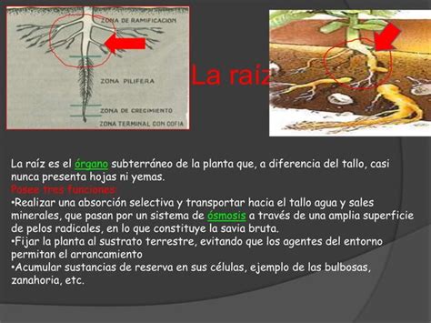 Multiplicación Vegetativa Ppt