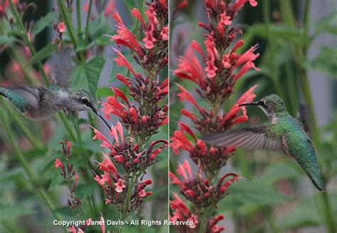 Food Plants For Hummingbirds Janet Davis Explores Colour