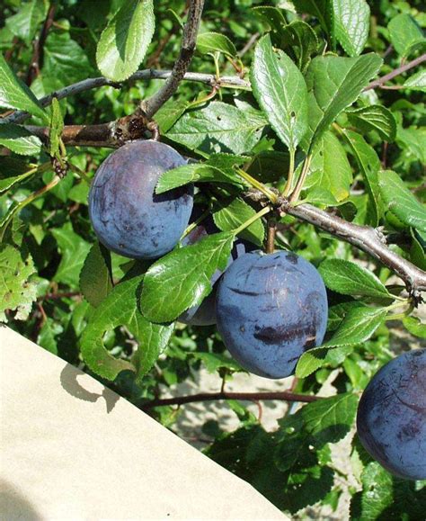 Order Fruit Trees Online | Fruit Trees For Sale Online — Raintree Nursery