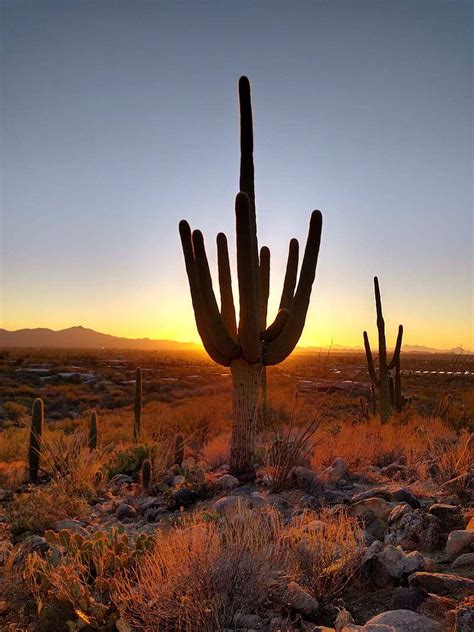 Download Arizona Saguaro Cactus Silhouette Wallpaper | Wallpapers.com