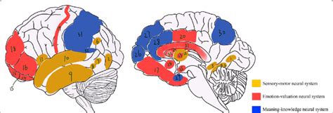 Brain Regions From Three Neural Systems Sensory Motor Neural System