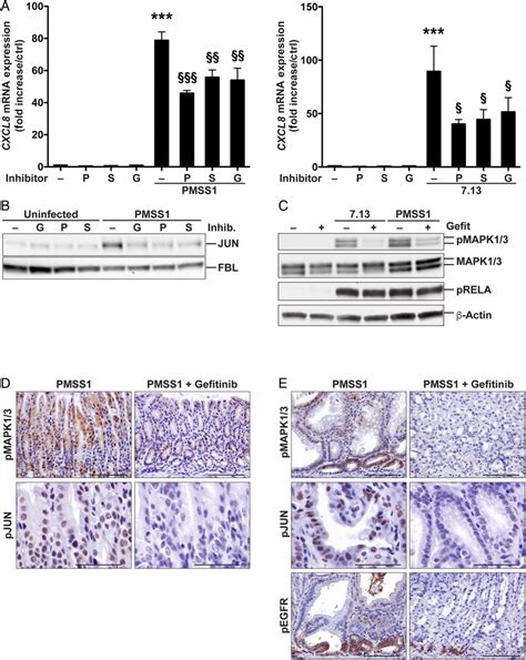 Effect Of Epidermal Growth Factor Receptor EGFR Inhibition On