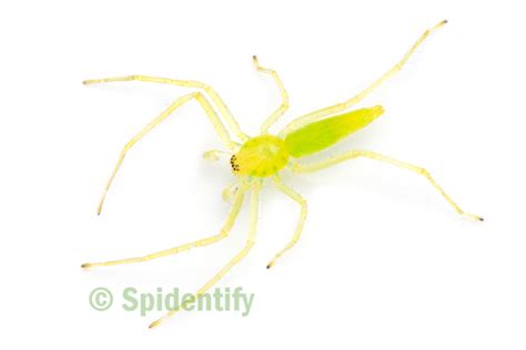 Sac Spiders - Spidentify