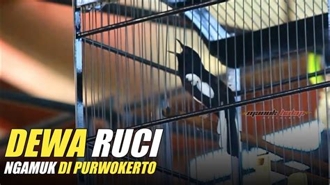 Kacer Dewa Ruci Ngamuk Di Kota Satria Youtube