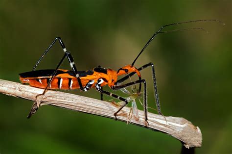 Milkweed Assassin Bug Zelus Longipes Macho Male Flickr