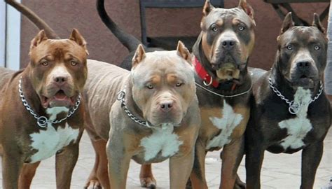 ¿Cuáles son los Tipos de Pitbull? - Lista de TODOS los Pitbulls [+Fotos]