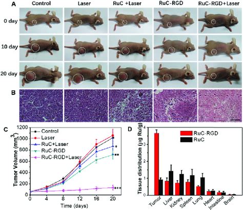 A Representative Photographs Of U87MG Xenograft In Balb C Nude Mice