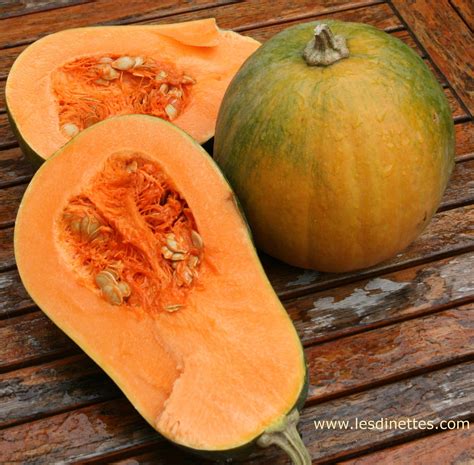 COURGE SUCRINE DU BERRY Cucurbita Moschata Squash Seeds Berries