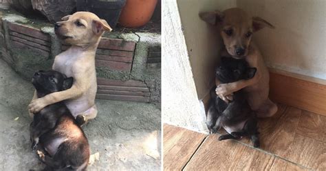 Estos 2 Perritos Abandonados Han Estado Abrazados Hasta Que Los Han