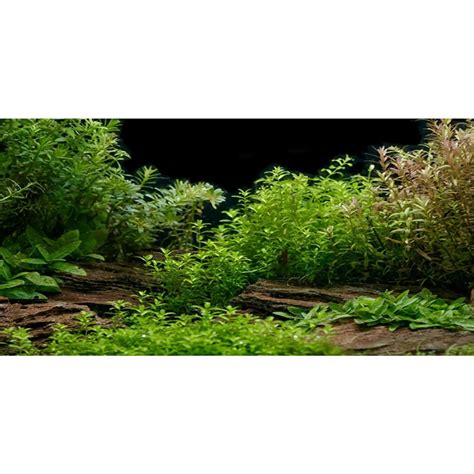 Snapklik.com : Aquarium Background River Bed & Lake Aquatic Plant Fish