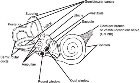 Labyrinth Anatomy