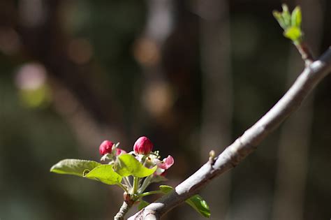 Kostenlose foto Apfel Baum Natur Ast blühen Pflanze Blatt