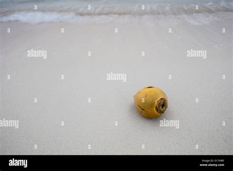 Coconut seed dispersal hi-res stock photography and images - Alamy