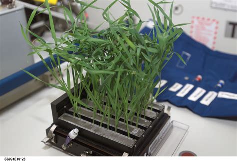 station science  growing plants  space austin county news