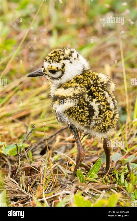 American Golden Plover Pluvialis Dominica Chick On The Summer Tundra