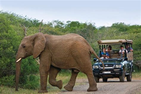 Tripadvisor Excursi N Richards Bay Shore Hluhluwe Safari Y Dumazulu