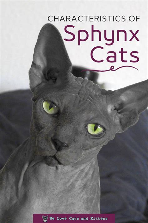 The Sphynx Cat Cat Breed Profile Artofit