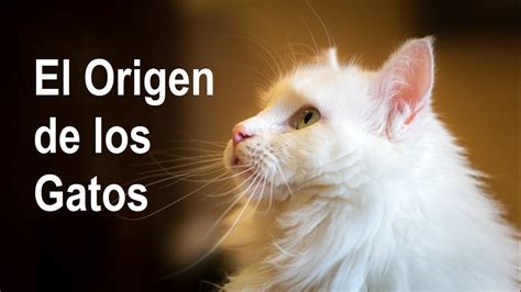 El Origen De Los Gatos Youtube