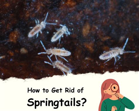 Tiny White Jumping Bugs In Houseplant Soil Springtails Inhouseplant