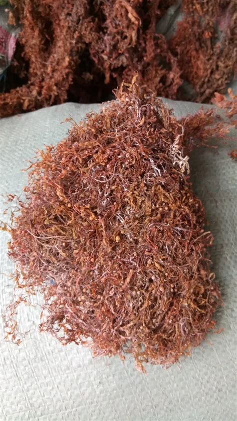 Sargassum Seaweed Sargassum For Drinking For Fertilizer From Vietnam Buy Dried Sargassum