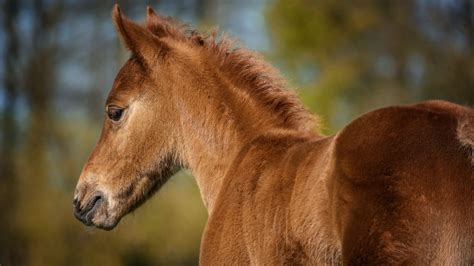 When Do Horses Stop Growing Horse Growth Stages Equineigh