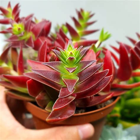 Crassula Capitella Subs Thyrsiflora