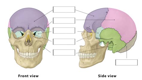 Cranial Bones And Sutures Exam 3 Diagram Quizlet