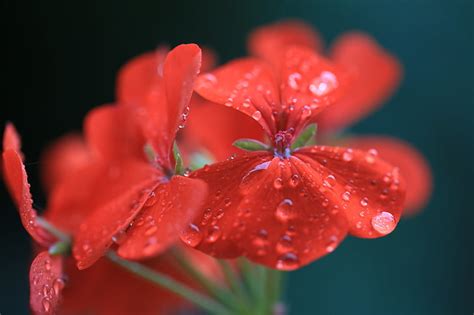 Flores De P Talos Rojos Geranio Rojo Gotas Macro Fondo De Pantalla