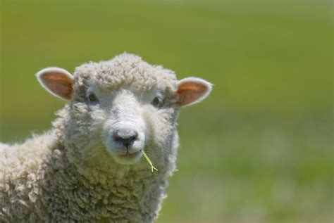 Sheep now outnumber people three to one in Wales - FarmingUK News