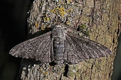 Peppered Moth - A-Z Animals