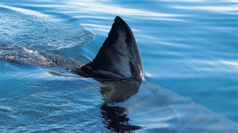 Great Barrier Reef wildlife worker killed in shark attack | PerthNow