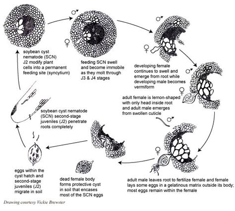 Soybean Cyst Nematode Disease